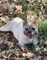 Penny and Pearl , a female French Bulldog for sale in Seneca, MO – 2 of 3