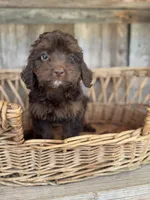 Rosie, a female Cockapoo for sale in Seneca, MO – 2 of 3