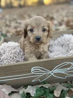 Dolly, a female Cavapoo for sale in Seneca, MO – Photo 2 of 3