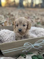 Dolly, a female Cavapoo for sale in Seneca, MO – Photo 1 of 3