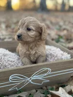 Dolly, a female Cavapoo for sale in Seneca, MO – Photo 3 of 3
