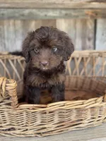 Rosie, a female Cockapoo for sale in Seneca, MO – 3 of 3