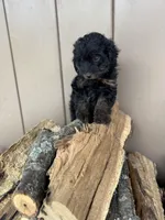 Rex, a male Miniature Aussiedoodle for sale in Seneca, MO – Photo 3 of 3