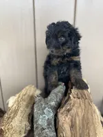 Rex, a male Miniature Aussiedoodle for sale in Seneca, MO – Photo 2 of 3