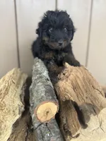Rex, a male Miniature Aussiedoodle for sale in Seneca, MO – Photo 1 of 3