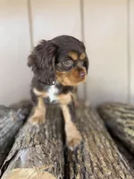Jill, a female Cockalier for sale in Seneca, MO – Photo 3 of 3
