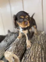 Jill, a female Cockalier for sale in Seneca, MO – Photo 2 of 3