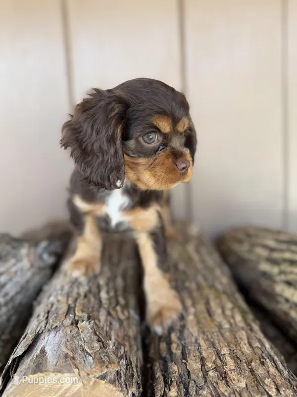 Jill – Cockalier puppy for sale in Seneca, MO