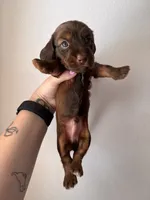 Chase , a male Miniature Dachshund for sale in Seneca, MO – 5 of 5