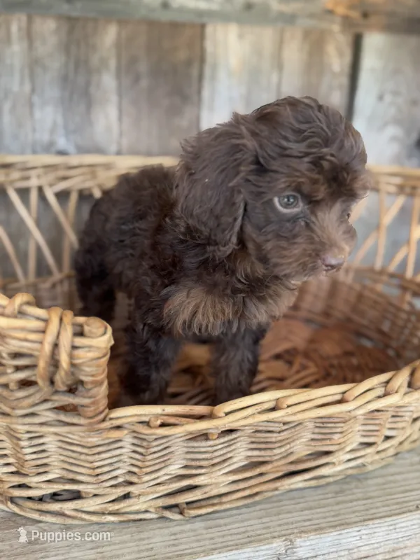Sky – Cockapoo puppy for sale in Seneca, MO