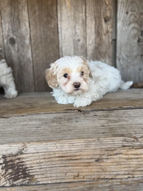 Bub – Maltipoo puppy for sale in Seneca, MO