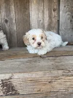 Bub, a male Maltipoo for sale in Seneca, MO – Photo 1 of 3
