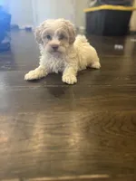 Bub, a male Maltipoo for sale in Seneca, MO – Photo 2 of 3