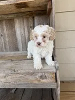 Bub, a male Maltipoo for sale in Seneca, MO – Photo 3 of 3