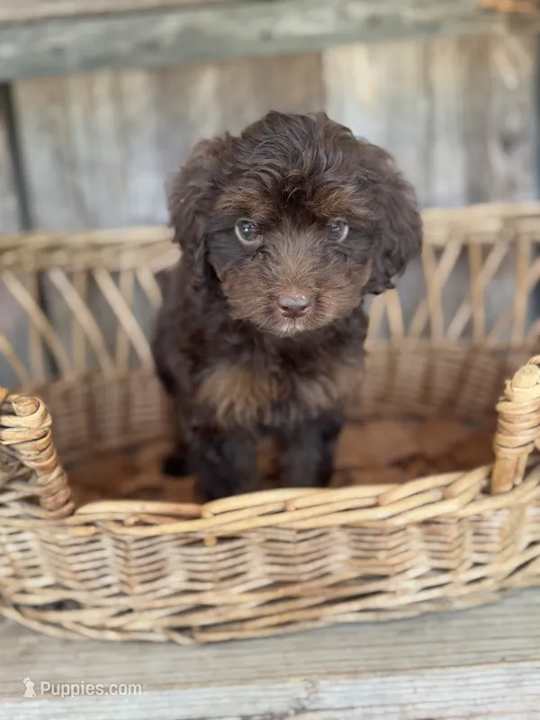 Rosie – Cockapoo puppy for sale in Seneca, MO