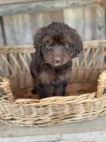 Rosie, a female Cockapoo for sale in Seneca, MO – 1 of 3
