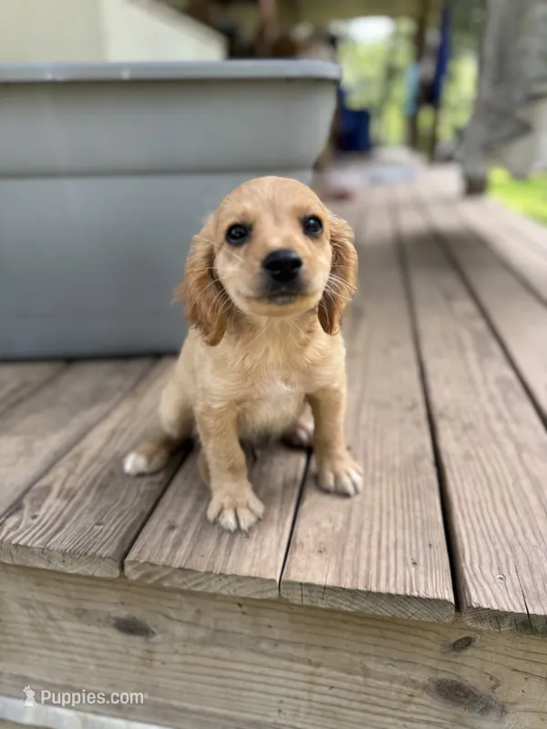 Little  – Cavapoo puppy for sale in Seneca, MO
