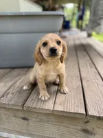 Little , a male Cavapoo for sale in Seneca, MO – 1 of 3