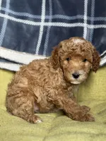 Sofia , a female Poodle - Miniature  for sale in Seneca, MO – 2 of 3