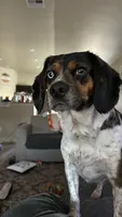 Otis, a male Beagle and Cocker Spaniel for sale in Seneca, MO – 6 of 9