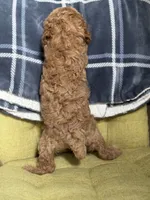 Sofia , a female Poodle - Miniature  for sale in Seneca, MO – 3 of 3