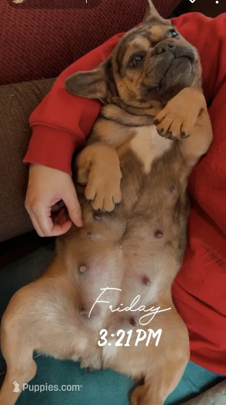 Penny and Pearl  – French Bulldog puppy for sale in Seneca, MO