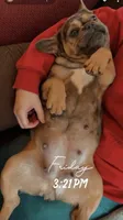 Penny and Pearl , a female French Bulldog for sale in Seneca, MO – 1 of 3
