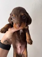 Rubble, a male Miniature Dachshund for sale in Seneca, MO – 4 of 5