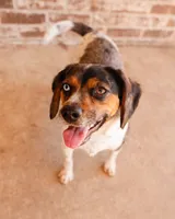 Otis, a male Beagle and Cocker Spaniel for sale in Seneca, MO – 5 of 9