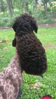 Sally jr, a female Cockapoo for sale in Seneca, MO – 3 of 5