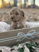 Rex, a male Cavapoo for sale in Seneca, MO – Photo 4 of 4