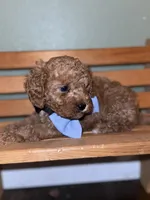 Rex, a male Cavapoo for sale in Seneca, MO – Photo 1 of 4