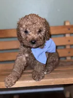 Rex, a male Cavapoo for sale in Seneca, MO – Photo 3 of 4