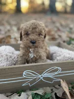 Rex, a male Cavapoo for sale in Seneca, MO – Photo 2 of 4