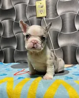 Pinky, a female French Bulldog for sale in San Antonio, TX – Photo 2 of 2