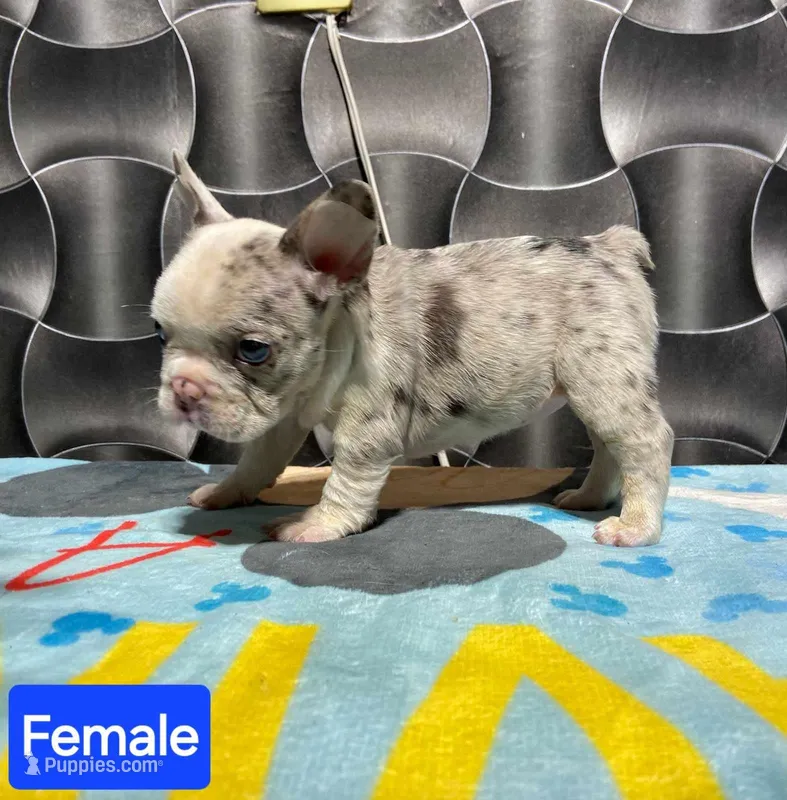 Pinky, a female French Bulldog for sale in San Antonio, TX – Photo 1 of 2