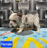 Pinky, a female French Bulldog for sale in San Antonio, TX – Photo 1 of 2