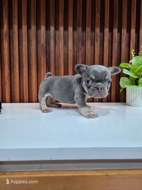 Blue – French Bulldog puppy for sale in San Antonio, TX
