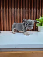 Blue, a male French Bulldog for sale in San Antonio, TX – 1 of 4