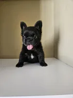 Fluffy, a male French Bulldog for sale in San Antonio, TX – 7 of 8