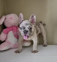 Tank, a male French Bulldog for sale in San Antonio, TX – Photo 1 of 4