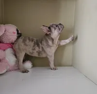 Tank, a male French Bulldog for sale in San Antonio, TX – Photo 2 of 4