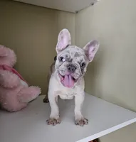 Tank, a male French Bulldog for sale in San Antonio, TX – Photo 3 of 4