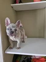 Tank, a male French Bulldog for sale in San Antonio, TX – Photo 4 of 4