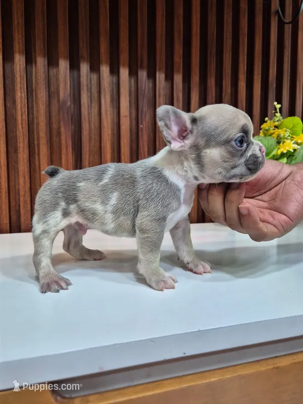 Frankie – French Bulldog puppy for sale in San Antonio, TX
