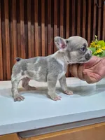 Frankie, a male French Bulldog for sale in San Antonio, TX – 1 of 1