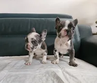 Giorgio, a male French Bulldog for sale in San Antonio, TX – 8 of 9