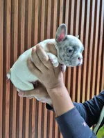 Fido, a male French Bulldog for sale in San Antonio, TX – 3 of 4