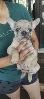 Stella, a female French Bulldog for sale in San Antonio, TX – Photo 2 of 2