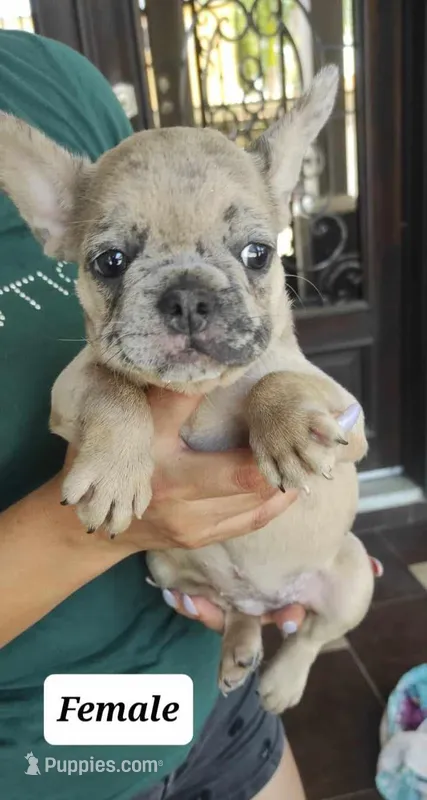 Stella, a female French Bulldog for sale in San Antonio, TX – Photo 1 of 2